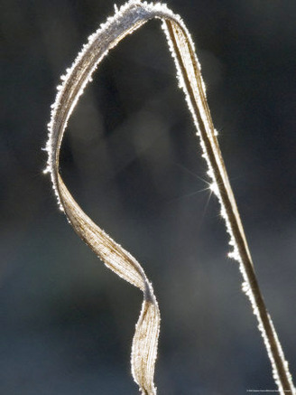 Close-Up of a Frosty Grass Blade, Backlit by the Sun, France
