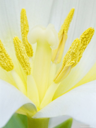 Extreme Close-Up of the Center of a White Tulip, France